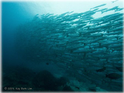 Barracudas at the famous Barracuda Point at Sipadan Islan... by Kay Burn Lim 